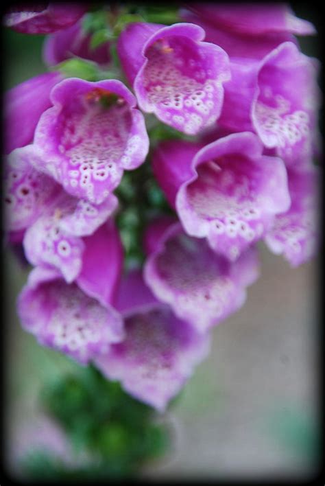 Foxgloves Photograph By Amy Scheer Fine Art America