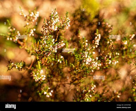 Lande De Bruyere Hi Res Stock Photography And Images Alamy