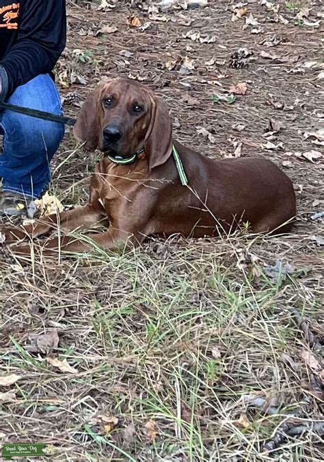 Redbone Coonhound Stud Dog In Al The United States Breed Your Dog