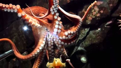 Hermione The Octopus Eats A Crab Close Up Youtube