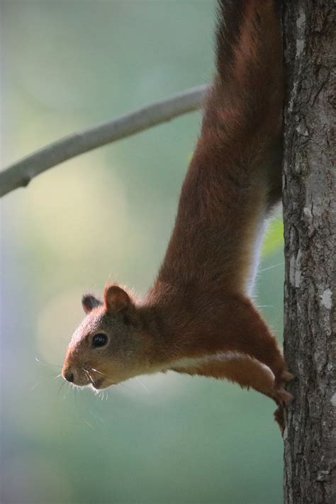 Michael Nordeman Photography Red Squirrel Ekorre
