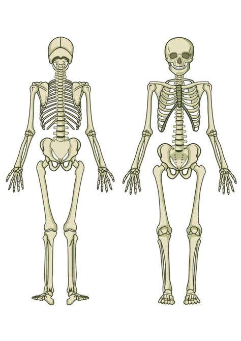 Printable Blank Skeleton Diagram