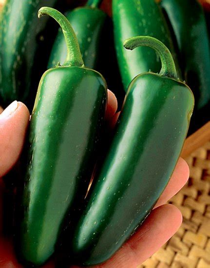 Hot Pepper Large Jalapeno Capsicum Annuum 30 Seeds