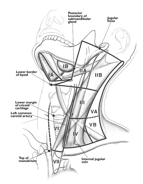 Cervical Lymph Nodes Rad Clarity