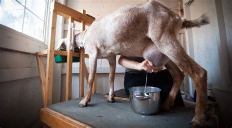 Goat Milking Everything About Milking Goats And How To Milk Them The