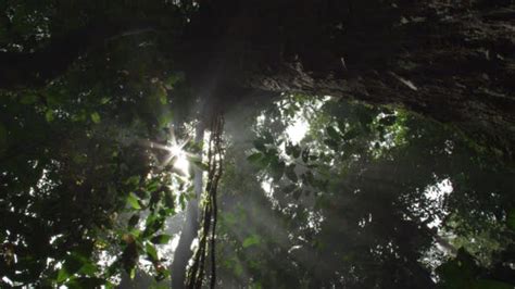 Rainforest Canopy Videos And Hd Footage Getty Images