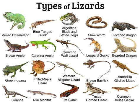 Scientific Name Of Lizard Characteristics And Lifecycle