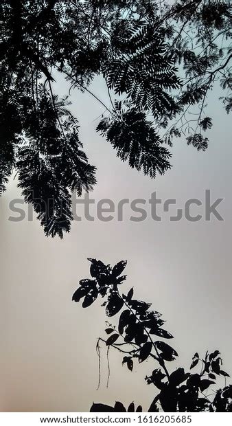 Black Tree White Background Beautiful Photos Stock Photo 1616205685