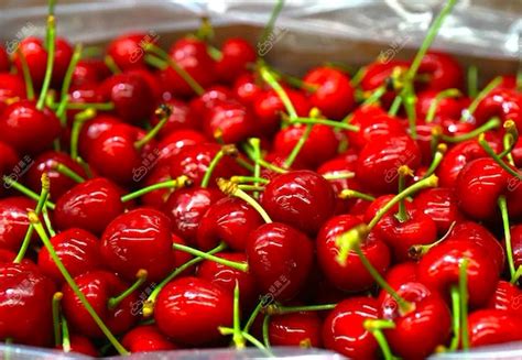 First Air Freighted Chilean Cherries Of The Year Arrive In Shanghai