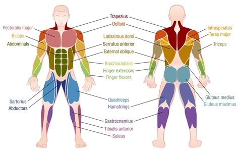 How Many Exercises Per Workout Per Muscle Group Do You Need To Do