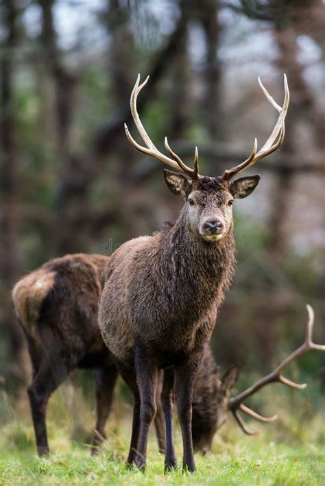 Red Stag Deer Grazing Stock Photo Image Of Fall Male 65929486