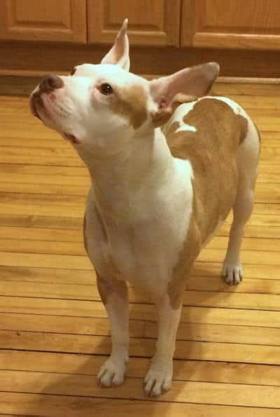 Pitbull bulldog mix is a cross of american bulldog and american pitbull also known as bullypit. 7 Bulldog Mixes: Beautiful, Button-Nosed Bully Mixed Breeds!