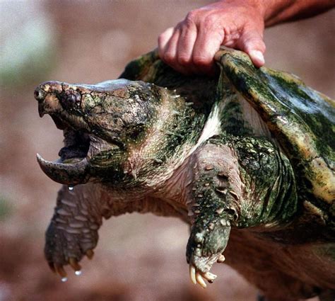 Feds Will Weigh If Alligator Snapping Turtle Is In Peril Key Biscayne