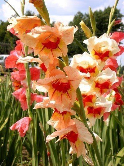 I am new to permaculture and i have a question: Heat Loving Bulbs - Types Of Flower Bulbs For Hot Climates