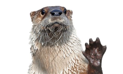 Otter Png 10 Free Cliparts Download Images On Clipground 2024