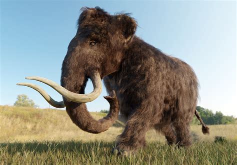 A 52,000-Year-Old Piece of Woolly Mammoth 'Jerky' Is Being Called a