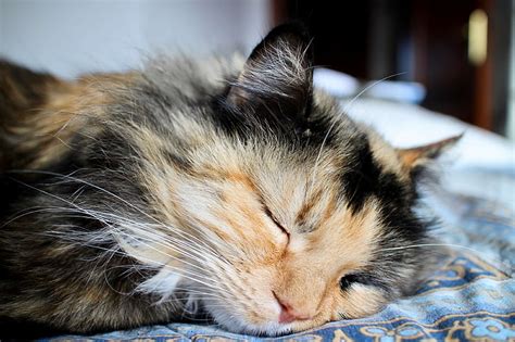 Hd Wallpaper Animal Cat Domestic Cat Feline Gatta Hair Miao