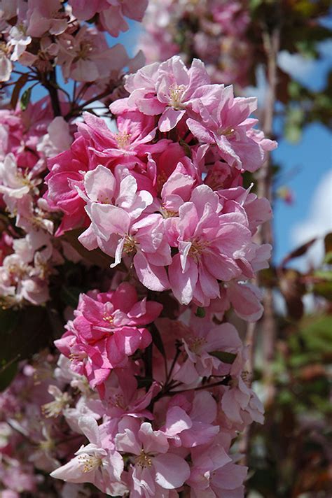 Maybe you would like to learn more about one of these? Kelsey Flowering Crab (Malus 'Kelsey') in Strathmore ...