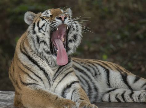 Tired Tiger Jonnyfez Flickr