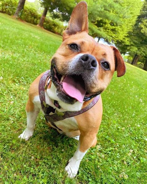 French Pitbull French Bulldog And Pitbull Mix Info Pictures Facts