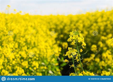 Rapeseed Flowering Farm Field With Yellow Flowers Rapeseed Stock