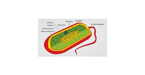 Basic Diagram Of A Bacterial Prokaryote Cell Poster Zazzle