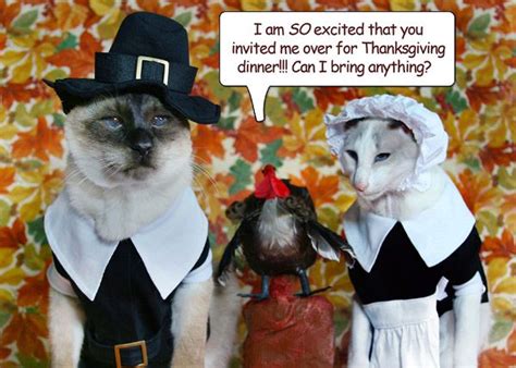 Happy Thanksgiving Funny Thanksgiving Funny Cats Happy Thanksgiving