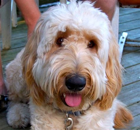 Use the options below to find your perfect canine companion! Pin by Brittany Woolshlager on Charlie the Golden Doodle | Goldendoodle, Charlie, Doodles