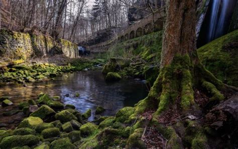 River Between Green Algae Covered Stones Bridge Trees Forest Background