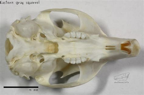 What Does A Squirrel Skull Look Like Find Out Here All Animals Guide