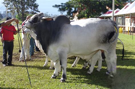 The American Brahman Was First Bred In The Early 1900s As A Cross Of