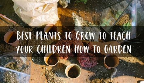 Best Plants To Grow To Teach Your Children How To Garden — Mini Connections