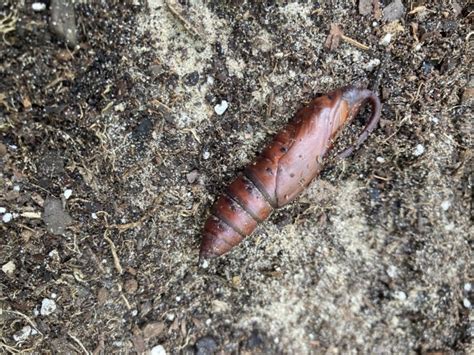 Thick Brown Worm Is Actually A Sphinx Moth Pupa All About Worms