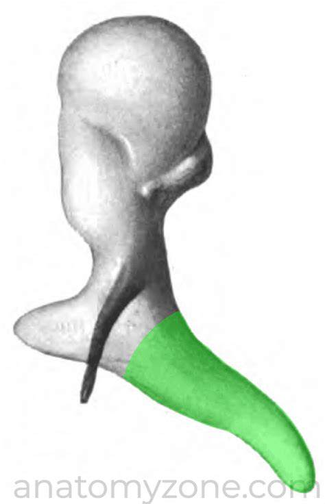 Ossicles Of The Middle Ear Malleus Incus Stapes Muscles