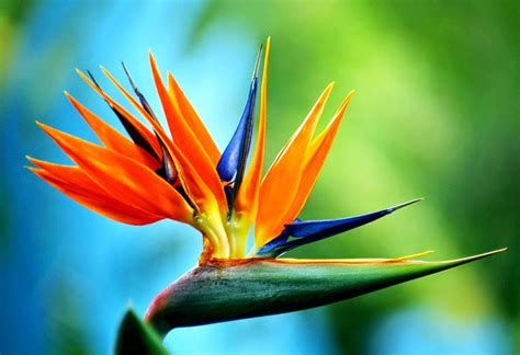 Jun 25, 2019 · pots and containers offer the gardener great versatility, and are a fantastic way to experiment with planting and design. Top 10 Most Beautiful Flowers in the World | Mathias Sauer