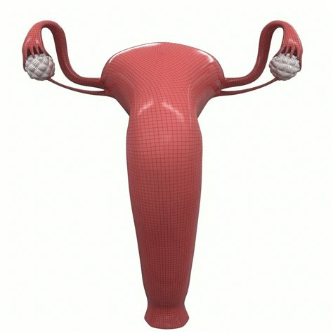 Female Reproductive System Section 3d Model Cgtrader