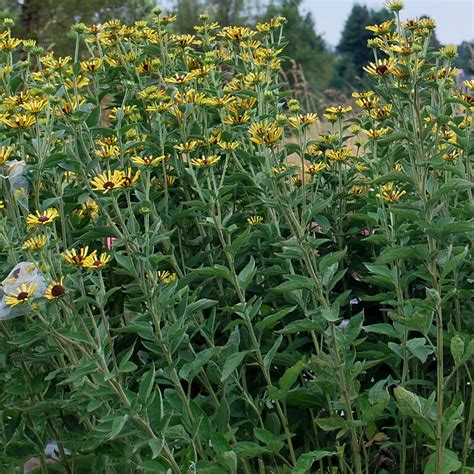 Rudbeckia henry eilers, rudbeckia little henry, sweet coneflower, monches farm, wisconsin discovered in a wild population in illinois by nurseryman henry eilers. Rudbeckia 'Little Henry' | TERRA NOVA® Nurseries, Inc.