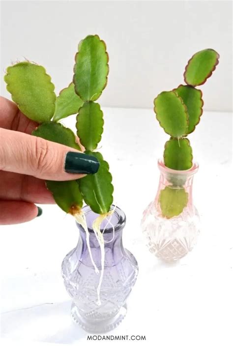 3 Foolproof Ways How To Propagate Your Easter Cactus