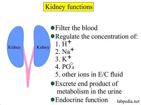 Other diagnoses that may occur in nursing care plans for acute renal failure. Kidney Function Test Blood Urea Normal Range India - kidneyoi