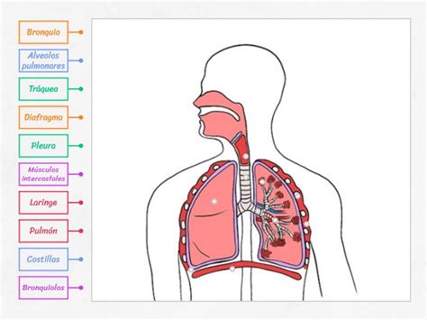 Casilla 11 Diagrama Etiquetado Partes Del Aparato Respiratorio