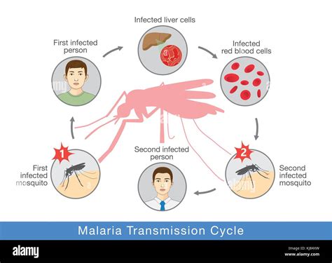 Transmission Of Malaria Hi Res Stock Photography And Images Alamy