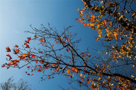 10 Ideas For Photographing Nature In Your Backyard Photo