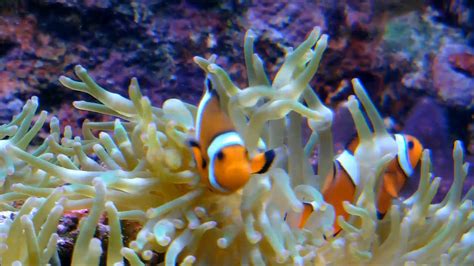 Clownfishes In Anemone Youtube