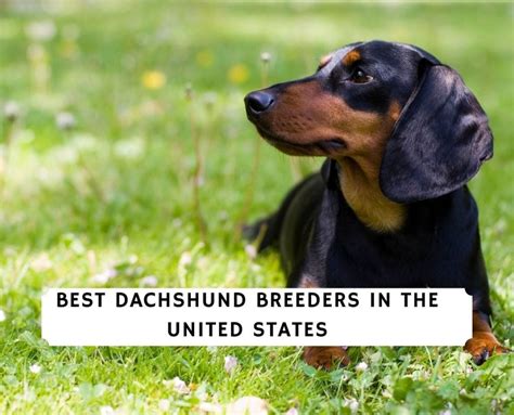 12 Best Dachshund Breeders In The Usa 2023 We Love Doodles