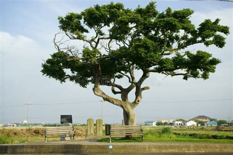 A Tree In Jeju Island Stock Image Image Of Village Jongdalri 66766331