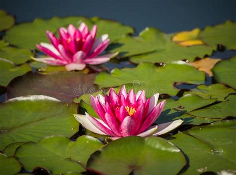 A Beautiful Light Pink Water Lilies Growing In A Natural Pond Stock