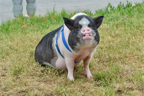 Meet Piggie Smalls Manhattan Beachs Favorite Pig Digmb