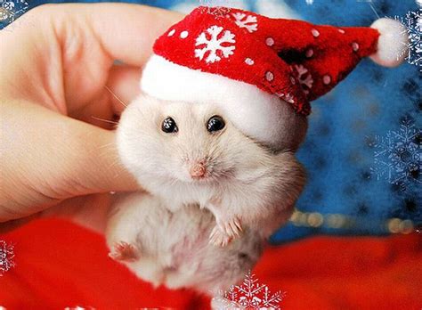 Beautiful Animals In Christmas Photography 20 Photos Of