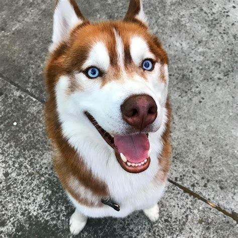 That S A Beautiful Red Brown Husky With Blue Eyes Red Husky