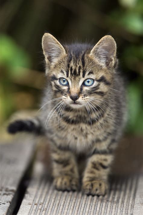 Adorable Kitten Another Photo Of One Of The Adorable Kitte Flickr